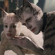 Illustration for article titled iCats/i, the perfect movie for this surreal and terrifying time, is now available on VOD